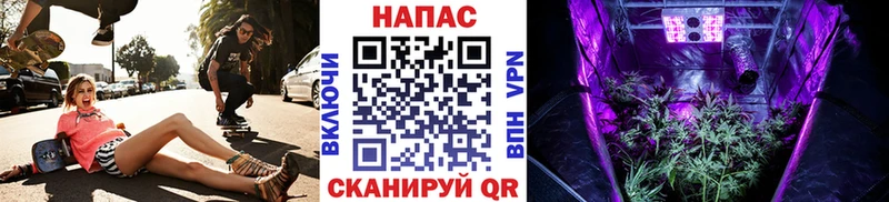 где продают наркотики  Печоры  Бошки марихуана гибрид 